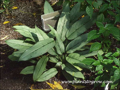 Aglonema Patriot